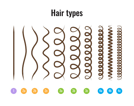 Vector Illustration Of A Hair Types Chart Displaying All Types And