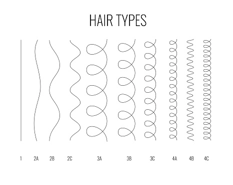 Vector Illustration Of A Hair Types Chart Displaying All Types And