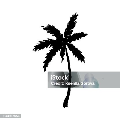 istock Vector illustration of a hand drawn palm tree isolated on white. 1044102464