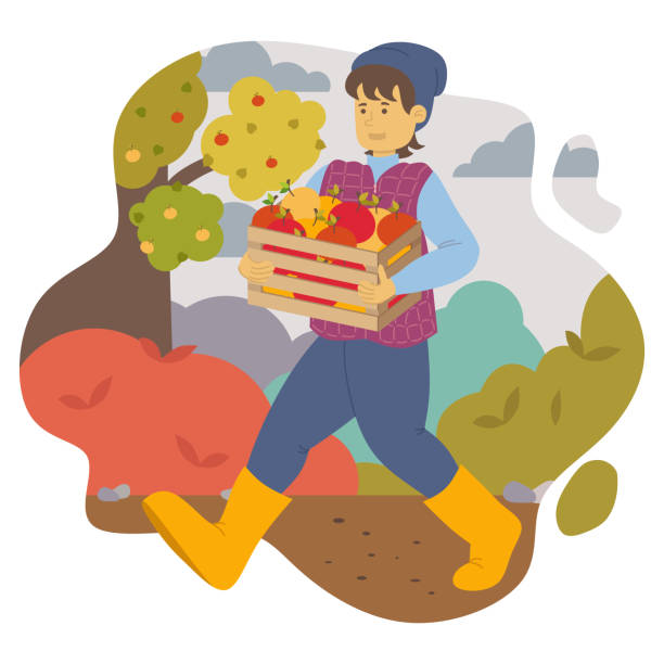 ilustrações de stock, clip art, desenhos animados e ícones de vector illustration of a happy guy in a hat and rubber boots carrying a wooden box with ripe apples from the garden - technology picking agriculture