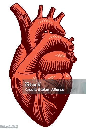 istock Vector illustration of a heart 1297281668