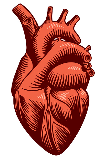 Vector, tattoo style illustration of a heart