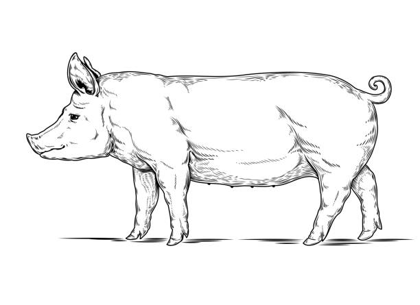 Vector illustration of a pig Vector illustration of a pig is made in the style of engraving pig drawings stock illustrations