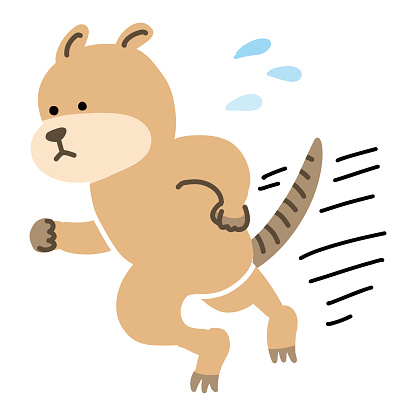 vector illustration of a quokka running in a hurry
