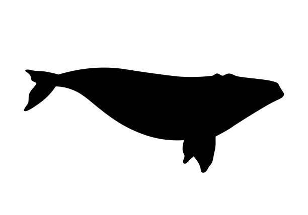 セミクジラ イラスト素材 Istock