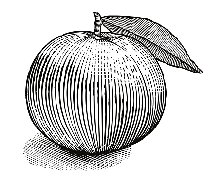 Vector illustration of a tangerine