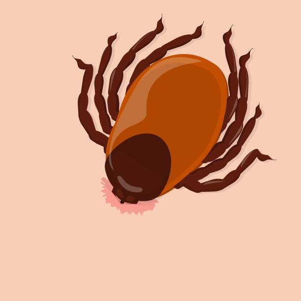 stockillustraties, clipart, cartoons en iconen met vector illustration of a tick sucking blood. the topic of parasites and insects - lyme