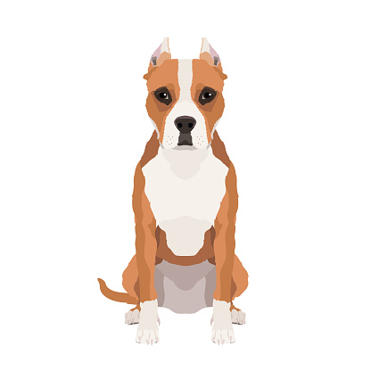 Vector illustration of american staffordshire terrier isolated on white background