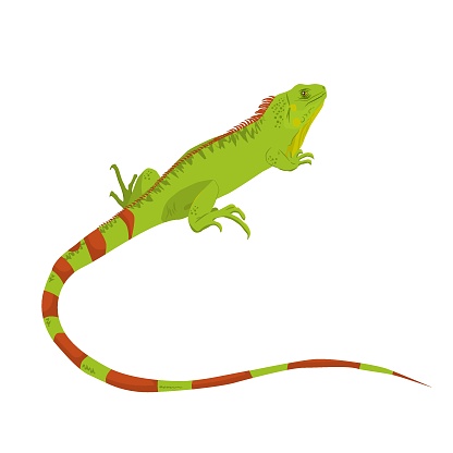 vector illustration of an isolated iguana on a white background