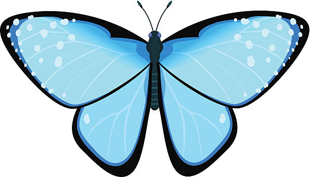 butterfly-symmetry-illustrations-royalty-free-vector-graphics-clip