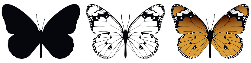 Vector illustration of butterfly on white background. There are three versions, black shape, black and white and color