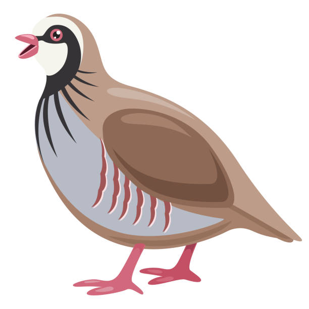 ilustrações de stock, clip art, desenhos animados e ícones de vector illustration of cartoon partridge - grouse flying