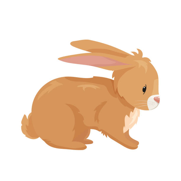 bildbanksillustrationer, clip art samt tecknat material och ikoner med vektor illustration av tecknade kaniner olika raser. fina kaniner för veterinärdesign - dwarf rabbit isolated