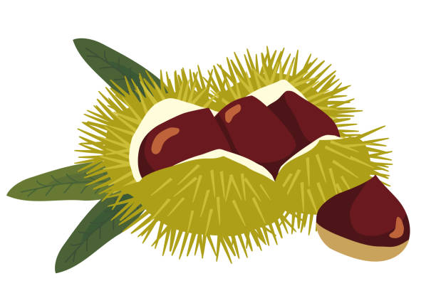Vector illustration of chestnuts on white background. Vector illustration of chestnuts on white background. chestnut food stock illustrations