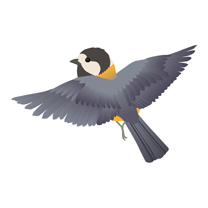 Vector illustration of cute little bird Yamagara