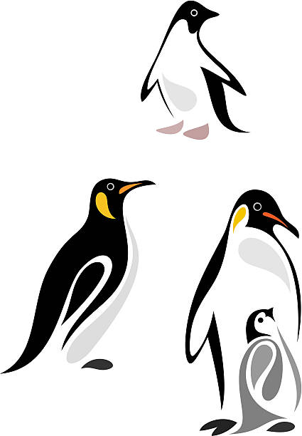 Vector illustration of different types of penguins Stylized birds - emperor penguin, king penguin and adelie penguin. adelie penguin stock illustrations