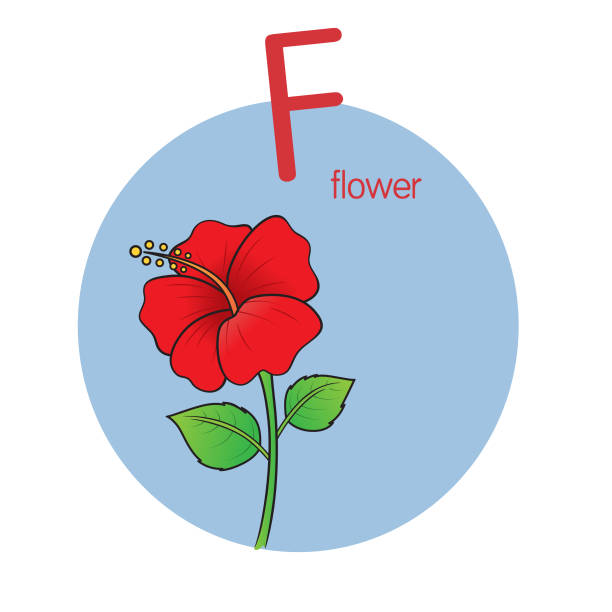 Vector illustration of Flower with alphabet letter F Upper case or capital letter for children learning practice ABC Vector illustration of Flower with alphabet letter F Upper case or capital letter for children learning practice ABC black and white hibiscus cartoon stock illustrations