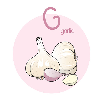 Vector illustration of Garlic with alphabet letter G Upper case or capital letter for children learning practice ABC