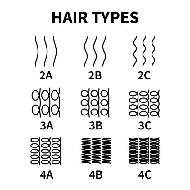 Vector illustration of hair types chart with all curl types, labeled. Curly girl method concept. Waves, coils and kinky hair Vector illustration of hair types chart with all curl types, labeled. Curly girl method concept. Waves, coils and kinky hair hair types stock illustrations