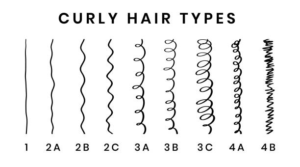 Vector illustration of hair types chart with all curl types, labeled. Curly girl method concept. From 1 to 4B Vector illustration of hair types chart with all curl types, labeled. Curly girl method concept 4B hair type stock illustrations