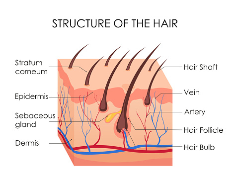 Vector illustration of human hair diagram. Piece of human skin and all structure of hair on the white background. Medical Treatment of baldness, epilation concept.