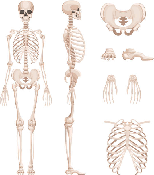 stockillustraties, clipart, cartoons en iconen met vectorillustratie van menselijk skelet in verschillende kanten. beenderen van armen, benen. schedel - bot lichaamsdeel