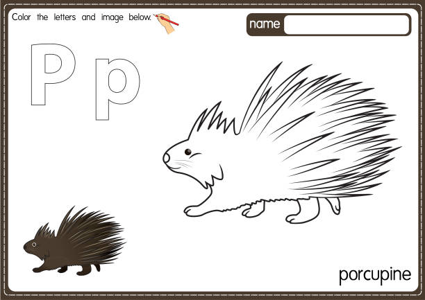 stockillustraties, clipart, cartoons en iconen met vector illustration of kids alphabet coloring book page with outlined clip art to color. letter p for  porcupine. - almeria