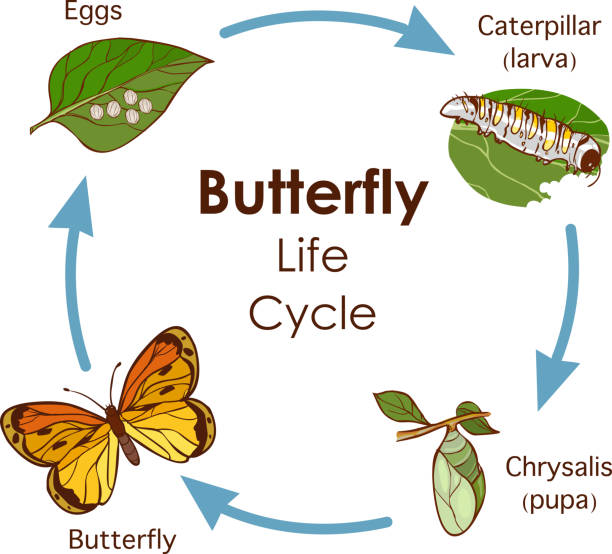 ilustraciones, imágenes clip art, dibujos animados e iconos de stock de ilustración vectorial del diagrama ciclo de vida de la mariposa - mariposa monarca