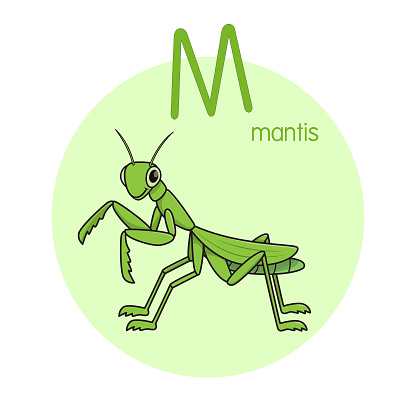 Vector illustration of Mantis with alphabet letter M Upper case or capital letter for children learning practice ABC
