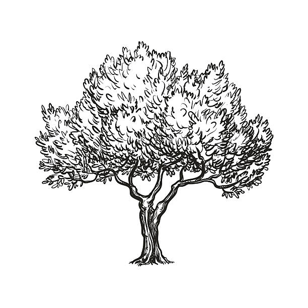vector illustration of olive tree Hand drawn vector illustration of olive tree. Isolated on white background. Retro style. tree drawings stock illustrations