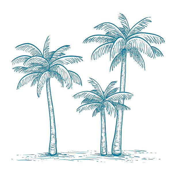 Vector illustration of palm trees Hand drawn vector illustration of palm trees  isolated on white background. Sketch. Retro style. beach drawings stock illustrations