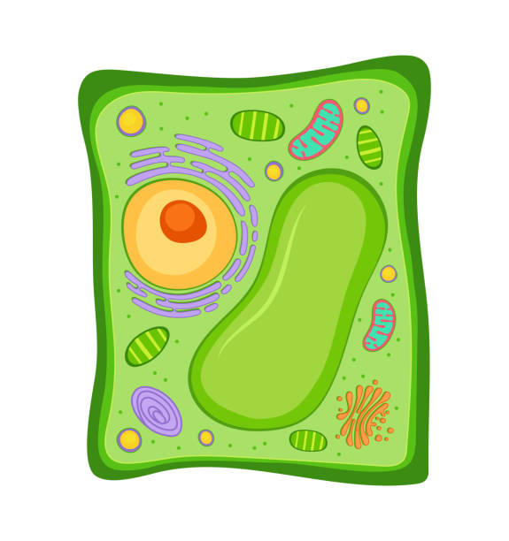 Vector Illustration of Plant cell.  photosynthesis diagram stock illustrations