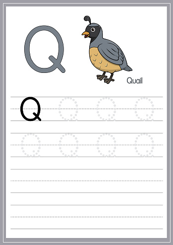 Vector illustration of Quail isolated on a white background. With the capital letter Q for use as a teaching and learning media for children to recognize English letters Or for children to learn to write letters Used to learn at home and school.