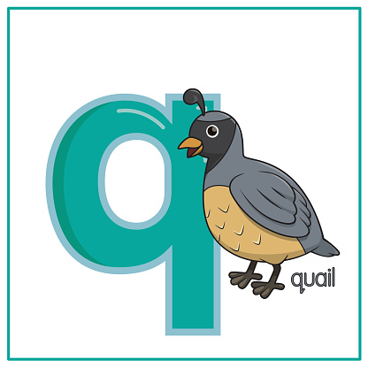 Vector illustration of Quail isolated on a white background. With the capital letter Q for use as a teaching and learning media for children to recognize English letters Or for children to learn to write letters Used to learn at home and school.