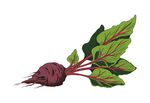 Vector illustration of ripe red sugar beet with leaves. A hand drawn beetroot sketch isolated on white background for packaging sugar or alcohol.