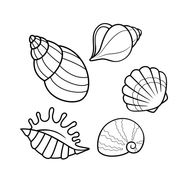 Vector illustration of seashell isolated on white background. For kids coloring book. Vector illustration of seashell isolated on white background. For kids coloring book. seashell stock illustrations