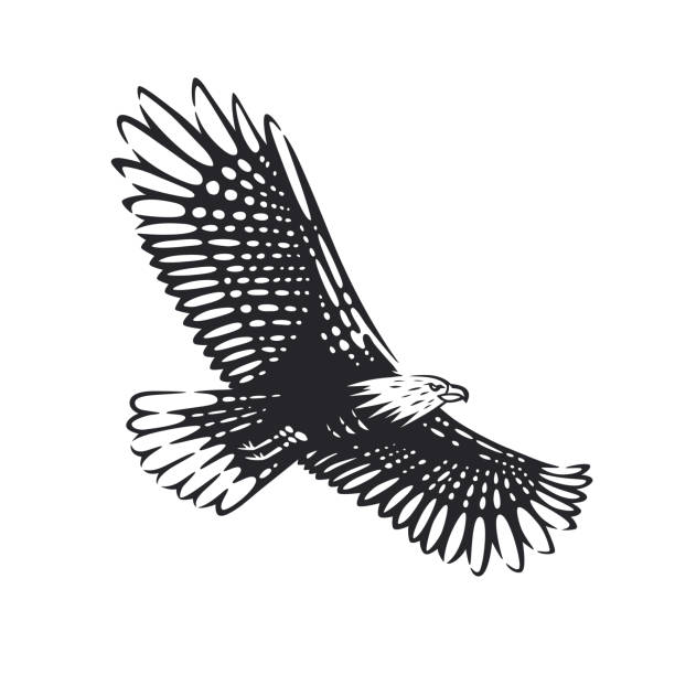 Vector illustration of the eagle. Eagle. Vector illustration. Black and white vector objects. bills patriots stock illustrations