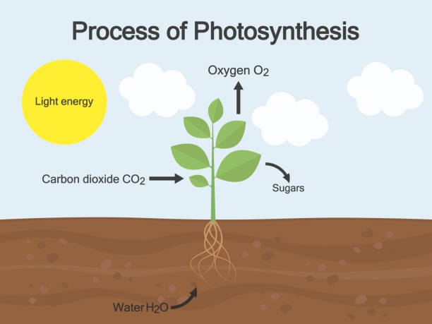 Vector illustration of the structure and numerous processes in trees. Colourful plant biology picture.  photosynthesis diagram stock illustrations