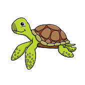 Vector illustration of turtle isolated on white background.