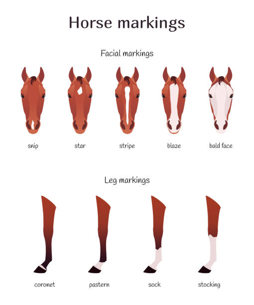 Vector illustration of varieties horse facial and leg markings - star, snip, stripe, blaze, bald, coronet, pastern, sock, stocking different  equine marks horse patterns stock illustrations