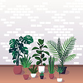 monstera, parlor palm, ficus, rubber plant, aloe, snake plant, zz plant, yucca