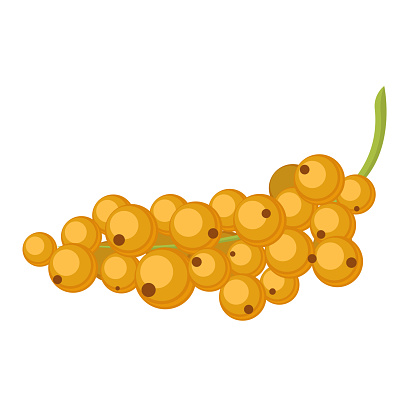 Vector illustration of white currant berry. White currant vector illustration. EPS10
