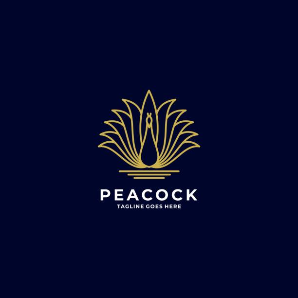 Vector Illustration Peacock Gradient Line Art Style. Vector Illustration Peacock Gradient Line Art Style. peacock stock illustrations
