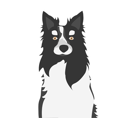 Vector Illustration. Portrait of a Dog. Black and White Border Collie.