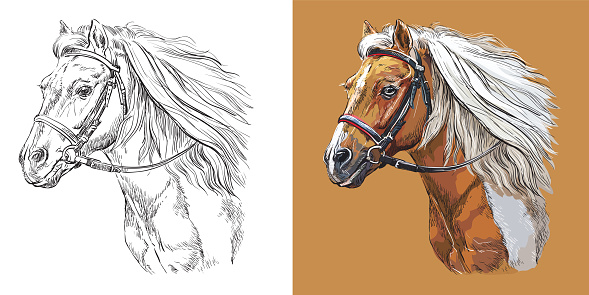 Vector illustration portrait of beauty sportive pony