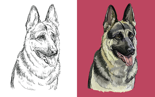 Vector illustration portrait of cute funny dog German Shepherd