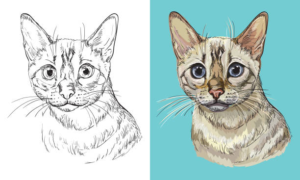 Vector illustration portrait of Snow bengal cat Hand drawn head of Snow bengal cat. Vector black and white and colorful isolated illustration of horse. For decoration, coloring book, design, prints, posters, postcards, stickers, tattoo, t-shirt bengals stock illustrations