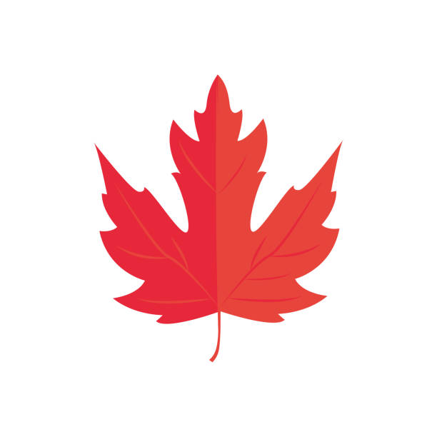 Vector Illustration. Red Maple leaf. Autumn icon leaf vector art illustration