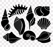 Vector illustration set of beautiful sea shells black silhouettes isolated on transparent background