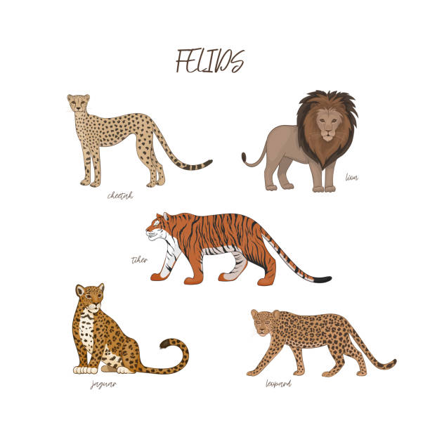 ilustraciones, imágenes clip art, dibujos animados e iconos de stock de ilustración vectorial, conjunto de caítes lindos de dibujos animados. guepardo, león, tigre, jaguar, leopardo - bengals